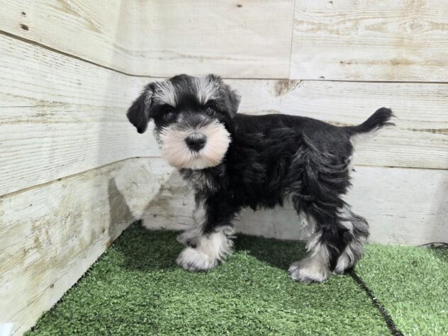徳島県のミニチュアシュナウザー (アミーゴ徳島沖浜店/2025年9月2日生まれ/女の子/ブラックシルバー)の子犬の3枚目の画像