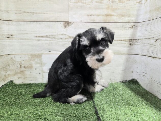 徳島県のミニチュアシュナウザー (アミーゴ徳島沖浜店/2025年9月2日生まれ/女の子/ブラックシルバー)の子犬の4枚目の画像
