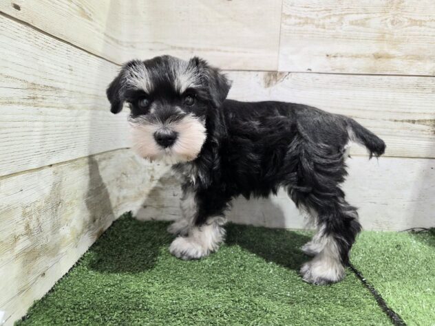 徳島県のミニチュアシュナウザー (アミーゴ徳島沖浜店/2025年9月2日生まれ/女の子/ブラックシルバー)の子犬の2枚目の画像