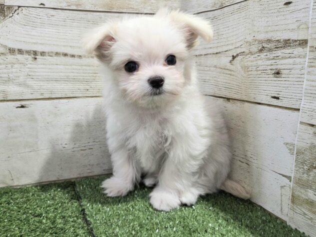 徳島県のハーフ犬・ミックス犬 (アミーゴ徳島沖浜店/2025年9月17日生まれ/男の子/クリーム)の子犬の3枚目の画像