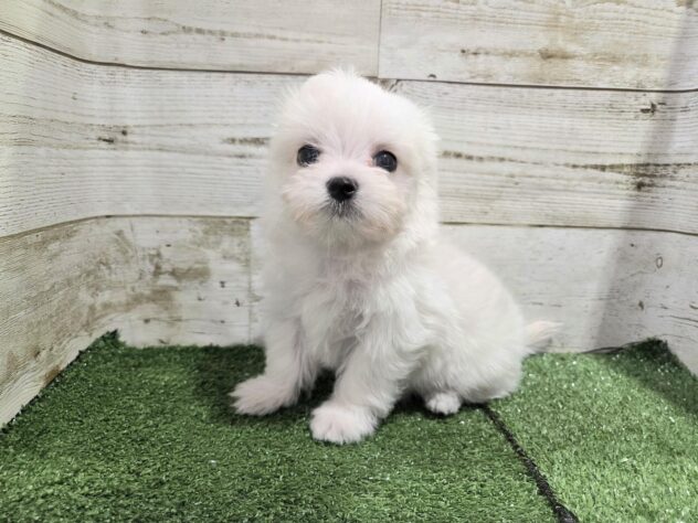 徳島県のハーフ犬・ミックス犬 (アミーゴ徳島沖浜店/2025年9月17日生まれ/男の子/クリーム)の子犬の2枚目の画像