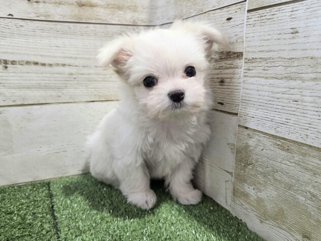 徳島県のハーフ犬・ミックス犬 (アミーゴ徳島沖浜店/2025年9月17日生まれ/男の子/クリーム)の子犬の1枚目の画像