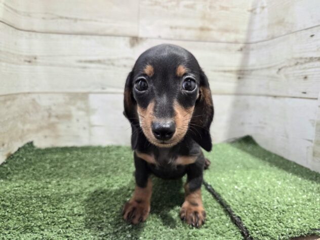 徳島県のミニチュアダックスフンド(ロング) (アミーゴ徳島沖浜店/2025年9月6日生まれ/女の子/ブラックタン)の子犬の4枚目の画像