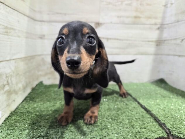 徳島県のミニチュアダックスフンド(ロング) (アミーゴ徳島沖浜店/2025年9月6日生まれ/女の子/ブラックタン)の子犬の1枚目の画像