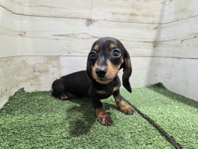 徳島県のミニチュアダックスフンド(ロング) (アミーゴ徳島沖浜店/2025年9月6日生まれ/女の子/ブラックタン)の子犬の3枚目の画像