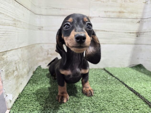 徳島県のミニチュアダックスフンド(ロング) (アミーゴ徳島沖浜店/2025年9月6日生まれ/女の子/ブラックタン)の子犬の2枚目の画像