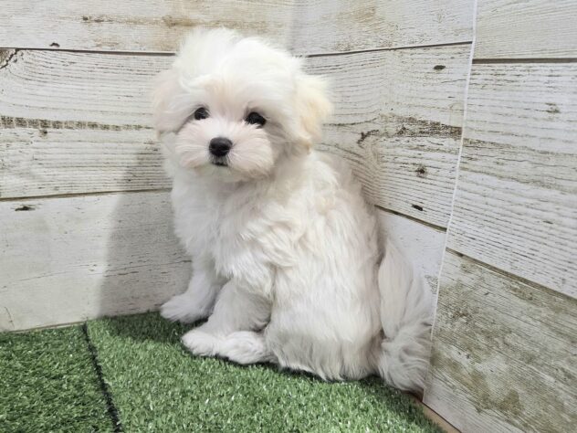 徳島県のハーフ犬・ミックス犬 (アミーゴ徳島沖浜店/2025年9月11日生まれ/女の子/クリーム)の子犬の4枚目の画像