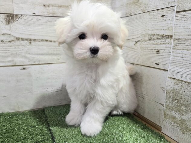 徳島県のハーフ犬・ミックス犬 (アミーゴ徳島沖浜店/2025年9月11日生まれ/女の子/クリーム)の子犬の2枚目の画像