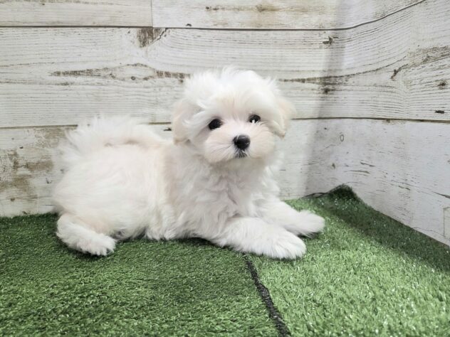 徳島県のハーフ犬・ミックス犬 (アミーゴ徳島沖浜店/2025年9月11日生まれ/女の子/クリーム)の子犬の3枚目の画像