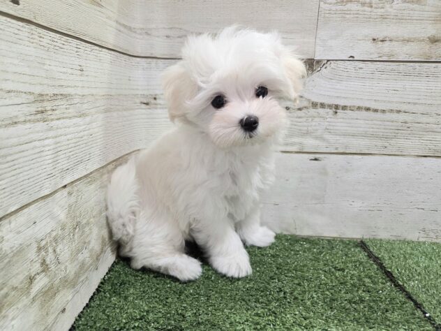 徳島県のハーフ犬・ミックス犬 (アミーゴ徳島沖浜店/2025年9月11日生まれ/女の子/クリーム)の子犬の1枚目の画像