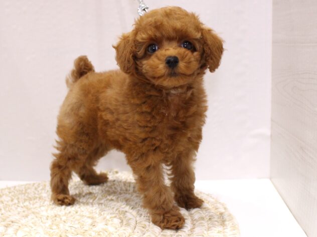 大阪府のトイプードル(トイ) (ペット・プラザ アミーゴ箕面店/2025年9月29日生まれ/女の子/レッドフォーン)の子犬の2枚目の画像