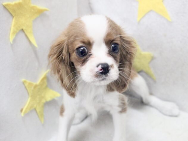 愛媛県のキャバリアキングチャールズスパニエル (アミーゴ新居浜店/2025年8月24日生まれ/女の子/ブレンハイム)の子犬の2枚目の画像