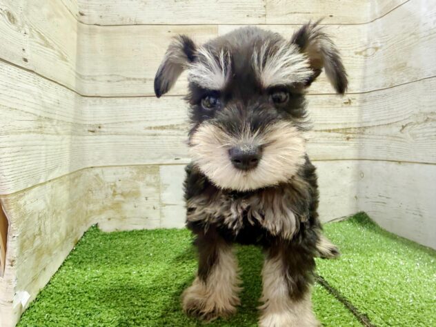 徳島県のミニチュアシュナウザー (アミーゴ徳島沖浜店/2025年9月29日生まれ/女の子/ブラックシルバー)の子犬