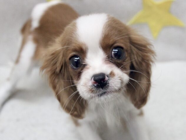 愛媛県のキャバリアキングチャールズスパニエル (アミーゴ新居浜店/2025年8月24日生まれ/女の子/ブレンハイム)の子犬の1枚目の画像
