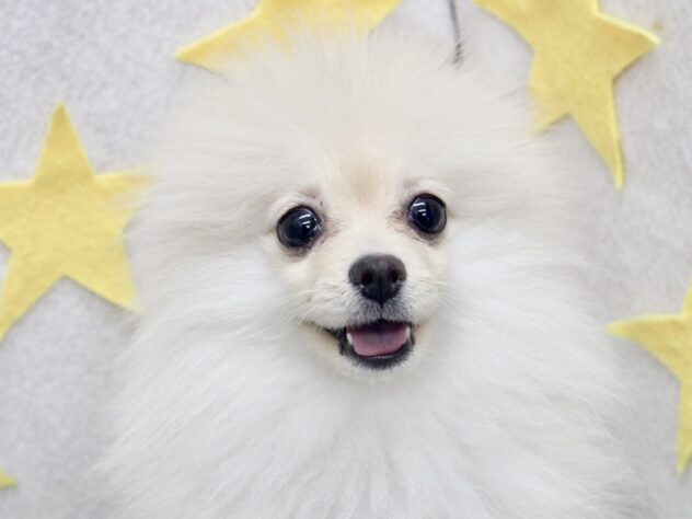 愛媛県のポメラニアン (アミーゴ新居浜店/2025年7月26日生まれ/女の子/クリーム)の子犬の1枚目の画像