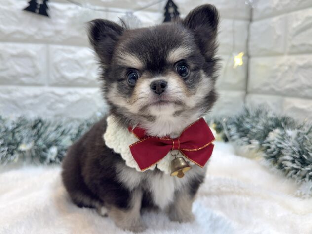 兵庫県のチワワ(ロング) (ワンキャラット アミーゴ姫路飾磨店/2025年10月1日生まれ/女の子/ブラックタンホワイト)の子犬の2枚目の画像