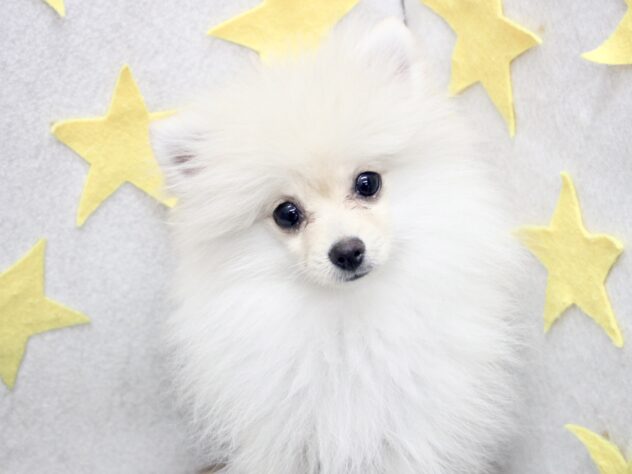 愛媛県のポメラニアン (アミーゴ新居浜店/2025年7月26日生まれ/女の子/クリーム)の子犬の2枚目の画像