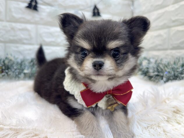 兵庫県のチワワ(ロング) (ワンキャラット アミーゴ姫路飾磨店/2025年10月1日生まれ/女の子/ブラックタンホワイト)の子犬の4枚目の画像