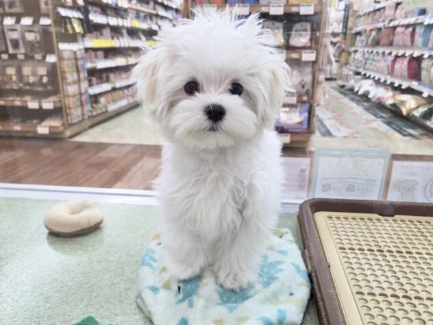 徳島県のマルチーズ (アミーゴ徳島沖浜店/2025年9月8日生まれ/男の子/ホワイト)の子犬の2枚目の画像