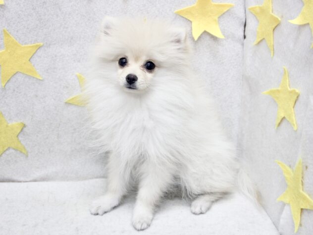 愛媛県のポメラニアン (アミーゴ新居浜店/2025年7月26日生まれ/女の子/クリーム)の子犬の3枚目の画像