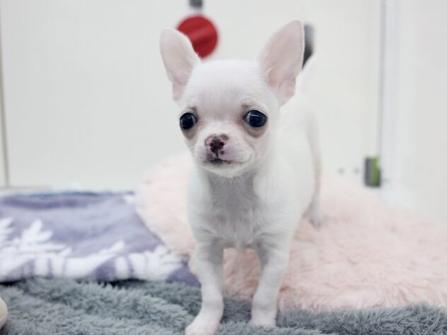 愛媛県のチワワ(ロング) (アミーゴ新居浜店/2025年9月16日生まれ/女の子/クリームホワイト)の子犬の2枚目の画像