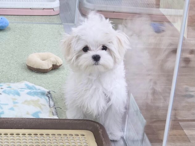 徳島県のマルチーズ (アミーゴ徳島沖浜店/2025年9月8日生まれ/男の子/ホワイト)の子犬の1枚目の画像