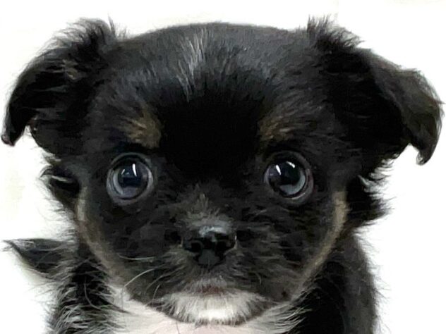 三重県のチワワ(ロング) (アミーゴ四日市日永店/2025年9月22日生まれ/男の子/ブラックタンホワイト)の子犬の1枚目の画像