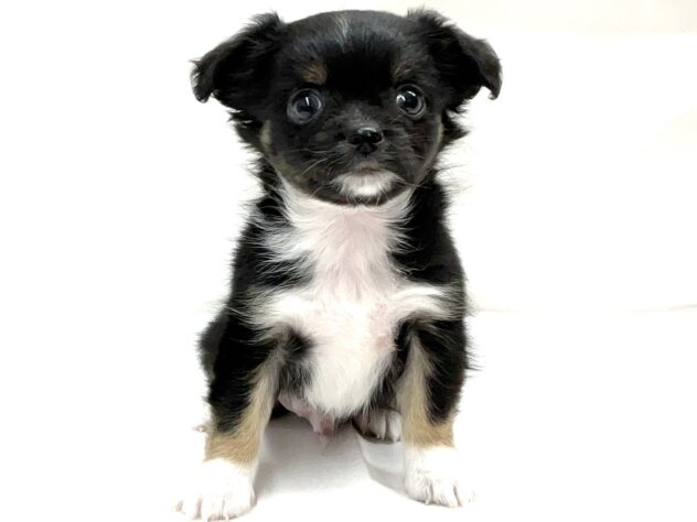 三重県のチワワ(ロング) (アミーゴ四日市日永店/2025年9月22日生まれ/男の子/ブラックタンホワイト)の子犬の2枚目の画像