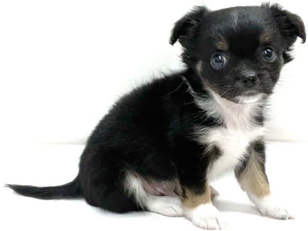 三重県のチワワ(ロング) (アミーゴ四日市日永店/2025年9月22日生まれ/男の子/ブラックタンホワイト)の子犬の3枚目の画像