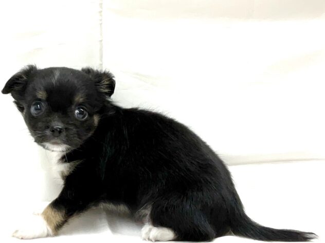 三重県のチワワ(ロング) (アミーゴ四日市日永店/2025年9月22日生まれ/男の子/ブラックタンホワイト)の子犬の4枚目の画像