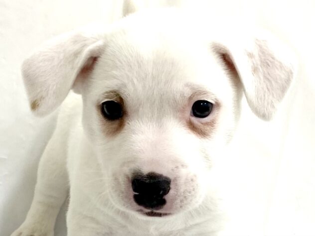 三重県のジャックラッセルテリア (アミーゴ四日市日永店/2025年9月17日生まれ/男の子/ホワイトタン)の子犬の1枚目の画像