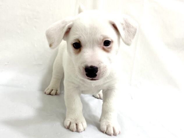 三重県のジャックラッセルテリア (アミーゴ四日市日永店/2025年9月17日生まれ/男の子/ホワイトタン)の子犬の2枚目の画像