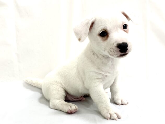 三重県のジャックラッセルテリア (アミーゴ四日市日永店/2025年9月17日生まれ/男の子/ホワイトタン)の子犬の3枚目の画像