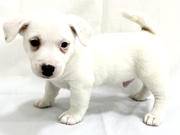 三重県のジャックラッセルテリア (アミーゴ四日市日永店/2025年9月17日生まれ/男の子/ホワイトタン)の子犬の4枚目の画像