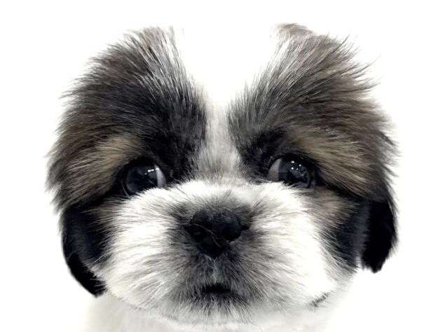 三重県のシーズー (アミーゴ四日市日永店/2025年8月4日生まれ/女の子/ホワイトゴールド)の子犬の1枚目の画像