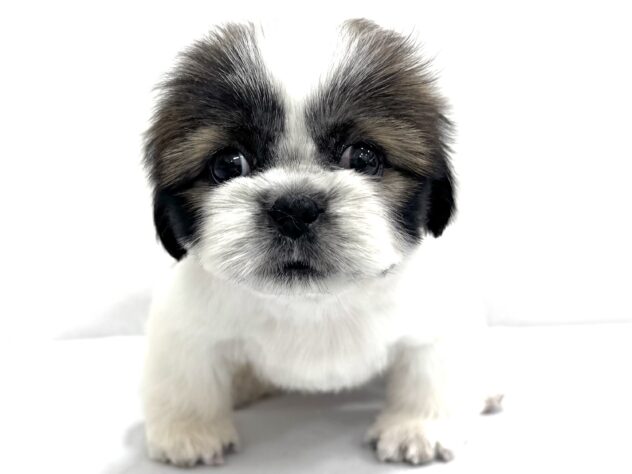 三重県のシーズー (アミーゴ四日市日永店/2025年8月4日生まれ/女の子/ホワイトゴールド)の子犬の2枚目の画像