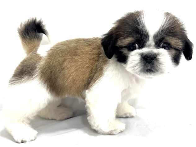 三重県のシーズー (アミーゴ四日市日永店/2025年8月4日生まれ/女の子/ホワイトゴールド)の子犬の4枚目の画像