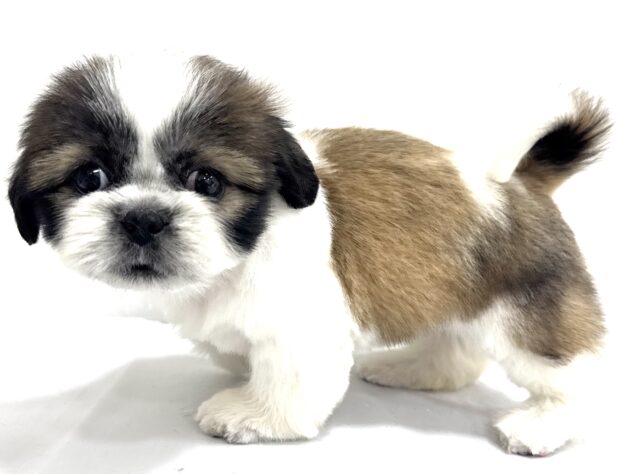 三重県のシーズー (アミーゴ四日市日永店/2025年8月4日生まれ/女の子/ホワイトゴールド)の子犬の3枚目の画像