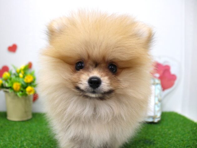 兵庫県のポメラニアン (ペット・プラザ アミーゴ明石魚住店/2025年7月23日生まれ/男の子/オレンジ)の子犬の1枚目の画像