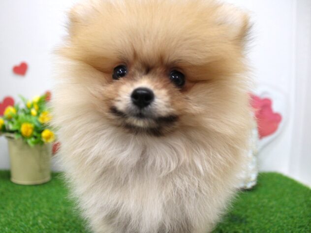 兵庫県のポメラニアン (ペット・プラザ アミーゴ明石魚住店/2025年7月23日生まれ/男の子/オレンジ)の子犬の2枚目の画像