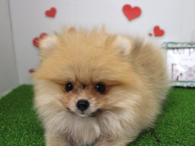 兵庫県のポメラニアン (ペット・プラザ アミーゴ明石魚住店/2025年7月23日生まれ/男の子/オレンジ)の子犬の3枚目の画像