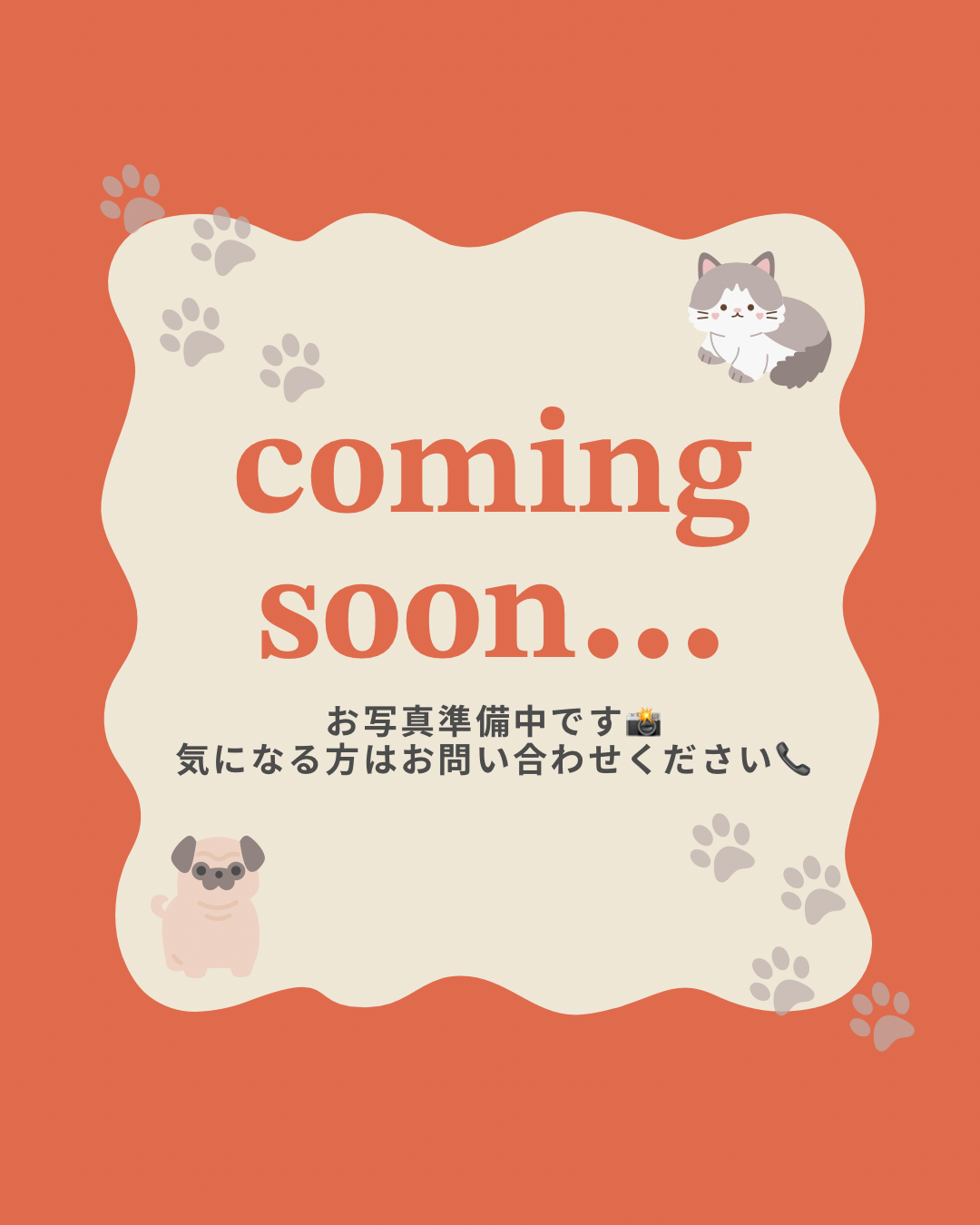 兵庫県のスコティッシュフォールド (ワンキャラット アミーゴ姫路花田店/2024年12月1日生まれ/女の子/レッドタビーホワイト)の子猫