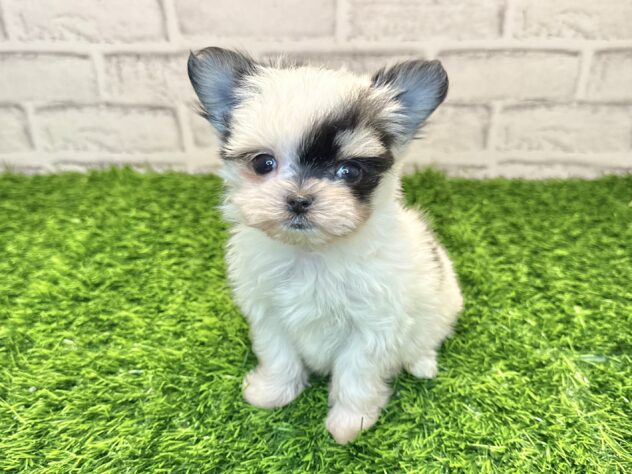 岡山県のハーフ犬・ミックス犬 (アミーゴ妹尾店/2025年9月17日生まれ/女の子/ブラックタンホワイト)の子犬