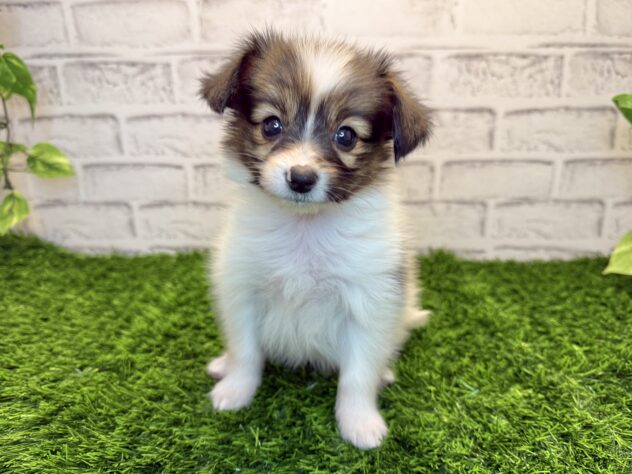 岡山県のパピヨン (アミーゴ妹尾店/2025年9月18日生まれ/男の子/ホワイトブラウン)の子犬