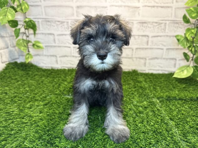 岡山県のミニチュアシュナウザー (アミーゴ妹尾店/2025年9月12日生まれ/女の子/ソルトペッパー)の子犬