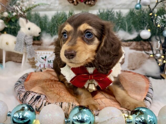 兵庫県のミニチュアダックスフンド(ロング) (ワンキャラット アミーゴ姫路花田店/2025年9月10日生まれ/女の子/ブラウンタン)の子犬の3枚目の画像