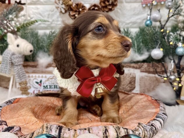 兵庫県のミニチュアダックスフンド(ロング) (ワンキャラット アミーゴ姫路花田店/2025年9月10日生まれ/女の子/ブラウンタン)の子犬の4枚目の画像