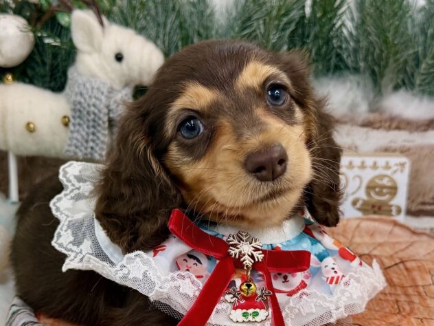 兵庫県のミニチュアダックスフンド(ロング) (ワンキャラット アミーゴ姫路花田店/2025年9月10日生まれ/女の子/ブラウンタン)の子犬の1枚目の画像