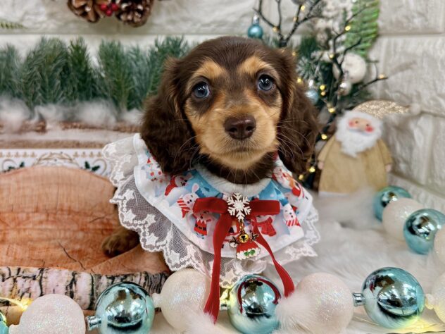 兵庫県のミニチュアダックスフンド(ロング) (ワンキャラット アミーゴ姫路花田店/2025年9月10日生まれ/女の子/ブラウンタン)の子犬の2枚目の画像