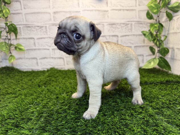 岡山県のパグ (アミーゴ妹尾店/2025年9月19日生まれ/女の子/フォーン)の子犬の3枚目の画像